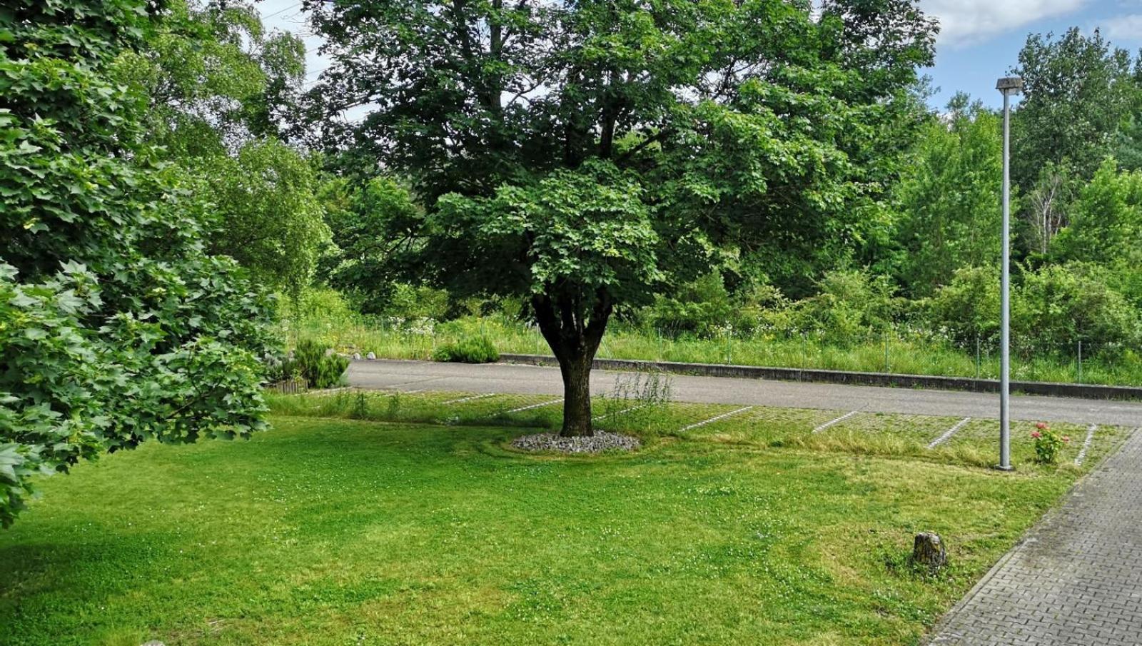 Niederwald Daire Iffezheim Dış mekan fotoğraf